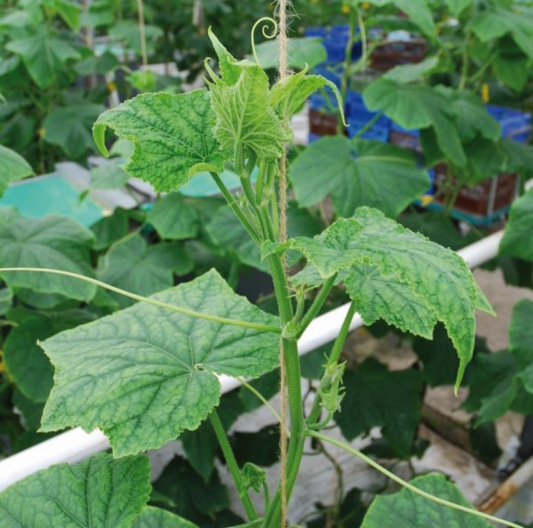Early symptoms of cucumber green mottle mosaic virus starting to show in the head of cucumber plant. © Tim O’Neill (ADAS)